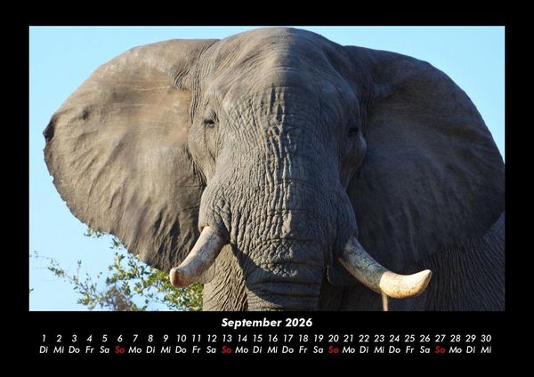 Produktbild: Elefanten 2026 Fotokalender DIN A3