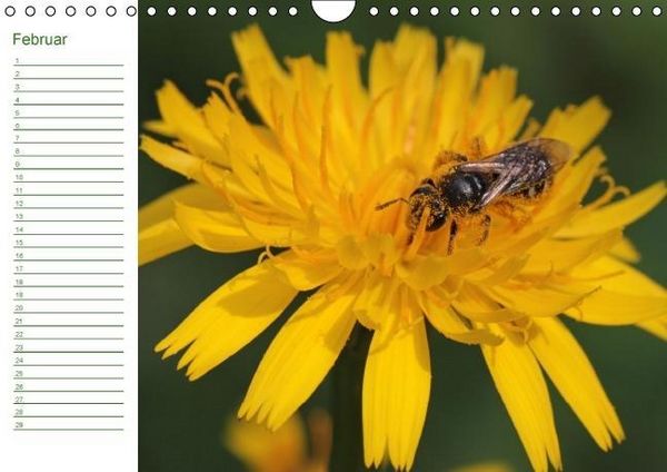 Produktbild: Bienen - Emsige Helfer (Wandkalender immerw&auml;hrend DIN A4 quer)