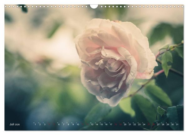 Produktbild: Die Welt der Alten Rosen (Wandkalender 2026 DIN A3 quer), CALVENDO Monatskalender