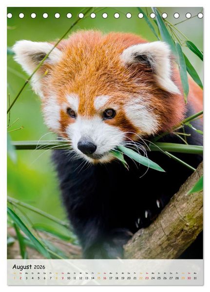 Produktbild: Roter Panda (Tischkalender 2026 DIN A5 hoch), CALVENDO Monatskalender