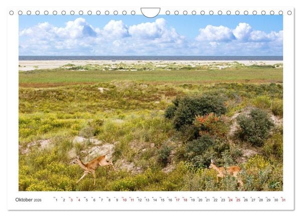 Produktbild: Buntes und bl&uuml;hendes Borkum (Wandkalender 2026 DIN A4 quer), CALVENDO Monatskalender