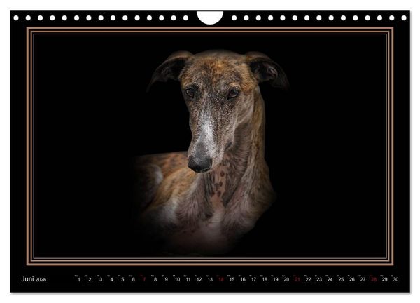 Produktbild: Galgo Espa&ntilde;ol 2026- Der spanische Windhund (Wandkalender 2026 DIN A4 quer), CALVENDO Monatskalender