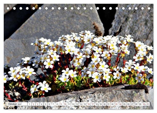 Produktbild: Bl&uuml;tenzauber auf Madeira. Wildblumen und Ziergew&auml;chse (Tischkalender 2027 DIN A5 quer), CALVENDO Monatskalender