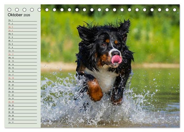 Produktbild: Berner Sennenhunde in Action (Tischkalender 2026 DIN A5 quer), CALVENDO Monatskalender