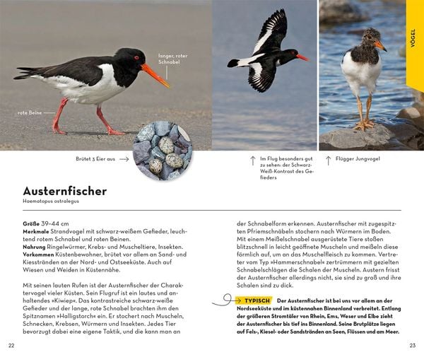 Produktbild: Basic Strand und K&uuml;ste