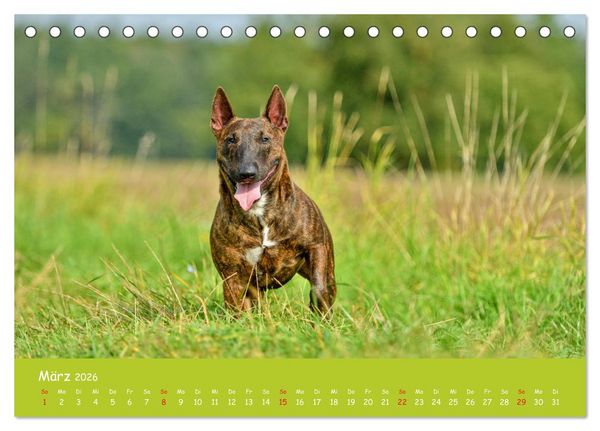 Produktbild: Einmal Bullterrier - immer Bullterrier (Tischkalender 2026 DIN A5 quer), CALVENDO Monatskalender