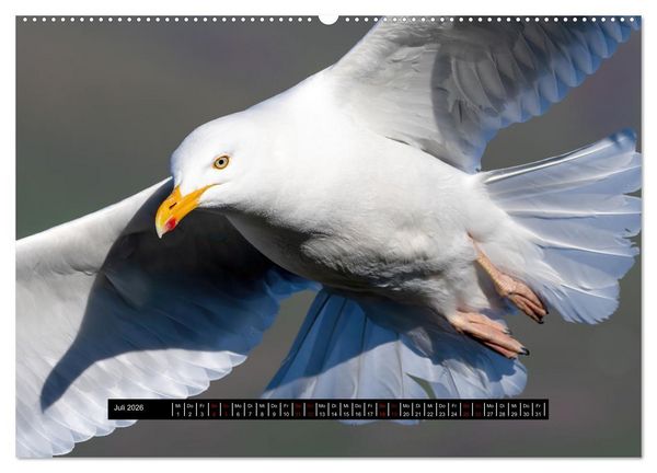 Produktbild: V&ouml;gel auf Island (Wandkalender 2026 DIN A2 quer), CALVENDO Monatskalender