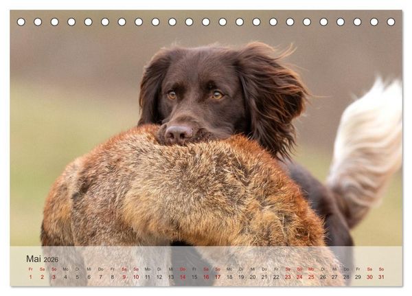 Produktbild: Treue Jagdgef&auml;hrten Der kleine M&uuml;nsterl&auml;nder (Tischkalender 2026 DIN A5 quer), CALVENDO Monatskalender
