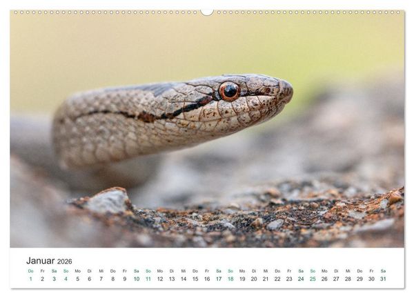 Produktbild: Schlangen - Portraits europ&auml;ischer Arten (hochwertiger Premium Wandkalender 2026 DIN A2 quer), Kunstdruck in Hochglanz