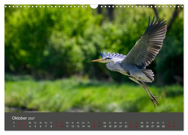 Produktbild: Reiher in der Elbmarsch (Wandkalender 2027 DIN A3 quer), CALVENDO Monatskalender