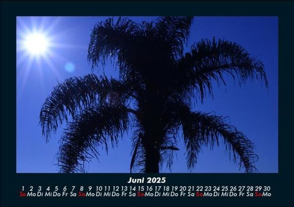 Produktbild: Palmentraum 2025 Fotokalender DIN A5