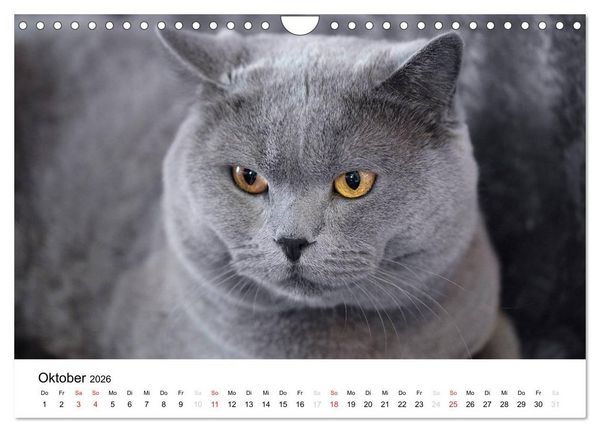 Produktbild: Briten B&auml;rchen &ndash; Britsch Kurzhaar 2026 (Wandkalender 2026 DIN A4 quer), CALVENDO Monatskalender