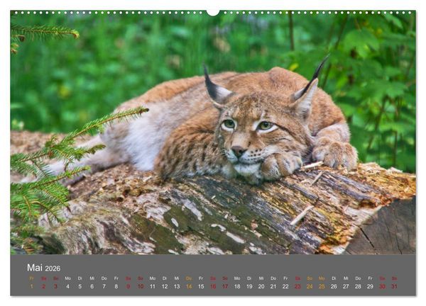 Produktbild: Der Luchs - Hochbeinig, Pinselohren, Backenbart (Wandkalender 2026 DIN A2 quer), CALVENDO Monatskalender