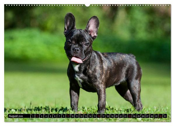 Produktbild: Franz&ouml;sische Bulldogge - Clown auf 4 Pfoten (Wandkalender 2026 DIN A2 quer), CALVENDO Monatskalender
