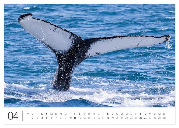 Produktbild: Magisches Island (Wandkalender 2026 DIN A4 quer), CALVENDO Monatskalender