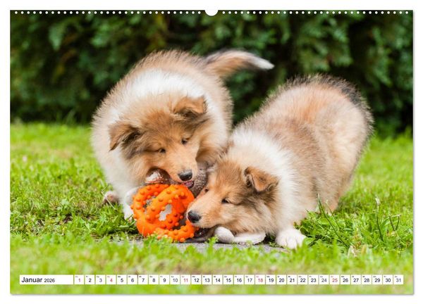 Produktbild: Colliewelpen - kleine Collies erobern die Welt (hochwertiger Premium Wandkalender 2026 DIN A2 quer), Kunstdruck in Hochglanz