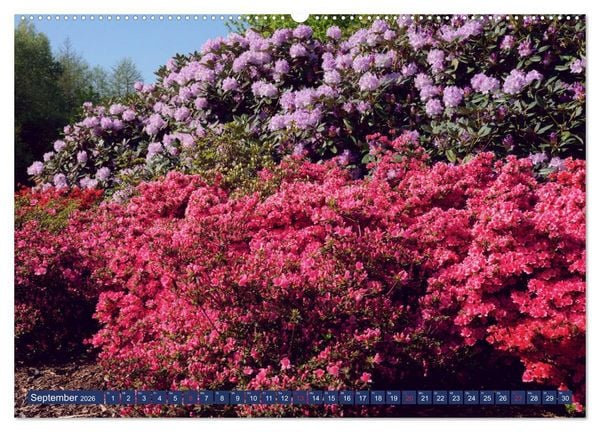 Produktbild: Sch&ouml;nes Ammerland (Wandkalender 2026 DIN A2 quer), CALVENDO Monatskalender