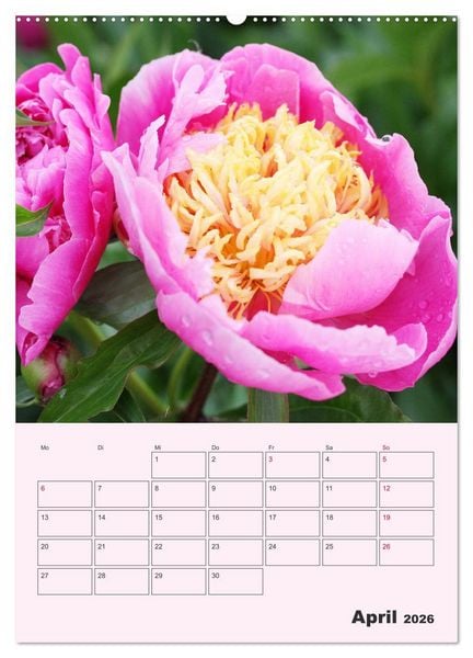 Produktbild: Pfingstrosen Rosen ohne Dornen (Wandkalender 2026 DIN A2 hoch), CALVENDO Monatskalender