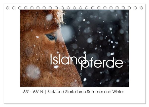 Produktbild: Islandpferde - Stolz und Stark durch Sommer und Winter (Tischkalender 2026 DIN A5 quer), CALVENDO Monatskalender