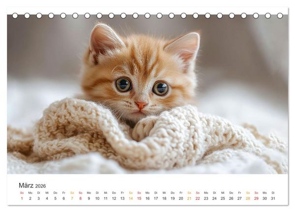 Produktbild: Katzen - Kalender f&uuml;r alle Miezenfans (Tischkalender 2026 DIN A5 quer), CALVENDO Monatskalender