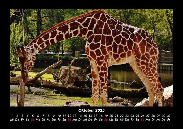 Produktbild: Giraffen 2025 Fotokalender DIN A3