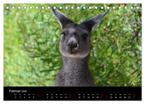 Produktbild: Australian Wildlife (Tischkalender 2026 DIN A5 quer), CALVENDO Monatskalender
