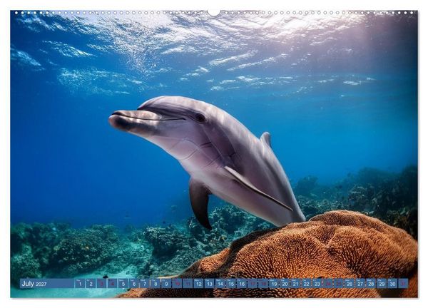 Produktbild: When Dolphins Dance with Us (High Quality Premium Wall Calendar 2027 DIN A2 landscape),CALVENDO 12 Month Wall Calendar