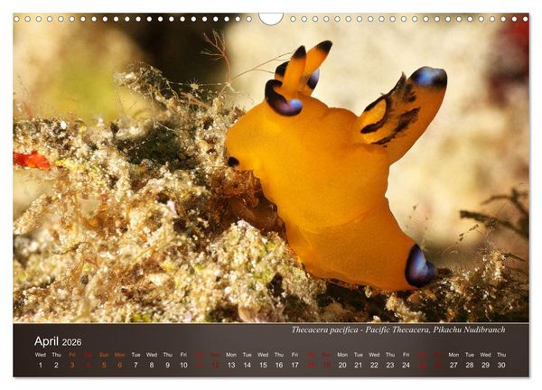 Produktbild: Nudibranchs on the ocean floor (Wall Calendar 2026 DIN A3 landscape), CALVENDO 12 Month Wall Calendar