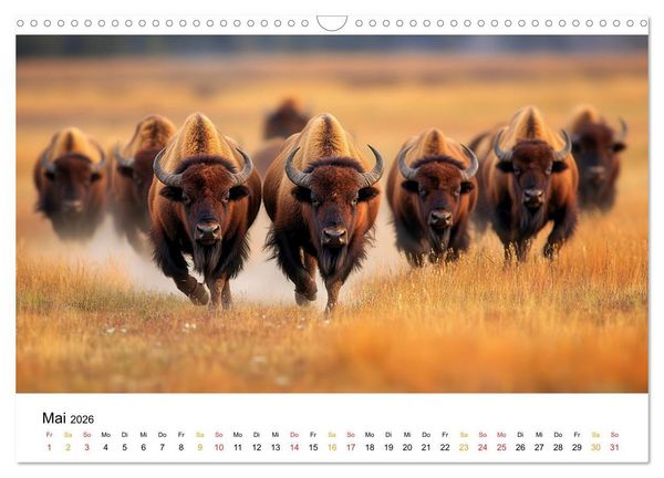 Produktbild: B&uuml;ffel - Ikonen der Wildnis (Wandkalender 2026 DIN A3 quer), CALVENDO Monatskalender