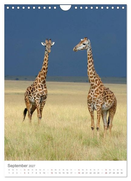 Produktbild: Magie des Augenblicks - Giraffen - Riesen der Savanne (Wandkalender 2027 DIN A4 hoch), CALVENDO Monatskalender