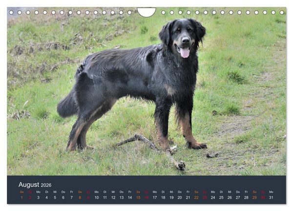 Produktbild: Ein Hovawart, ein Wachhund (Wandkalender 2026 DIN A4 quer), CALVENDO Monatskalender