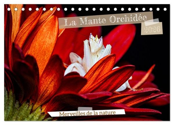 Produktbild: La Mante Orchid&eacute;e (Calendrier de bureau 2026 DIN A5 vertical), CALVENDO calendrier mensuel
