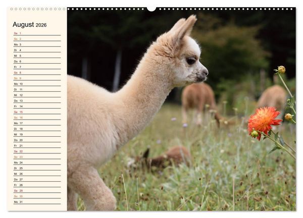 Produktbild: Alpakas im Blumenzauber (hochwertiger Premium Wandkalender 2026 DIN A2 quer), Kunstdruck in Hochglanz