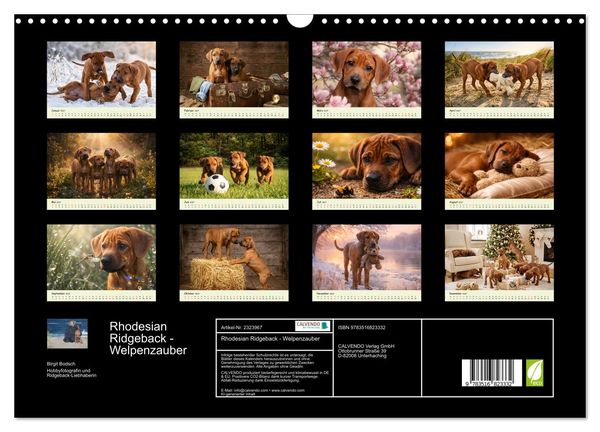 Produktbild: Rhodesian Ridgeback - Welpenzauber (Wandkalender 2027 DIN A3 quer), CALVENDO Monatskalender