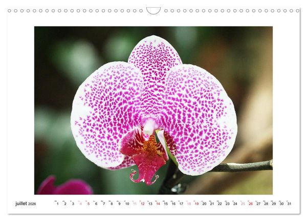 Produktbild: L'orchid&eacute;e Phalaenopsis (Calendrier mural 2026 DIN A3 vertical), CALVENDO calendrier mensuel