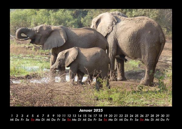 Produktbild: Elefanten 2025 Fotokalender DIN A3