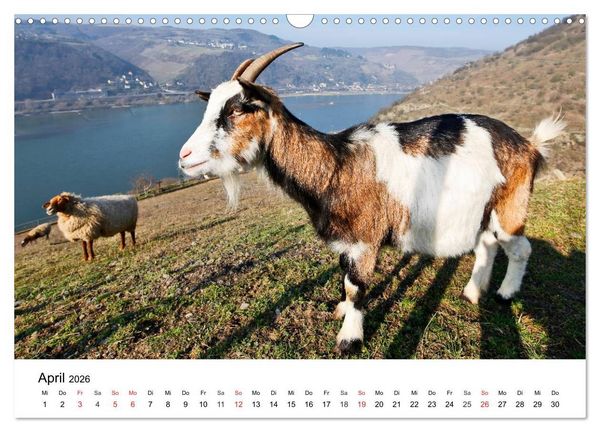 Produktbild: Rhein und Burgen (Wandkalender 2026 DIN A3 quer), CALVENDO Monatskalender