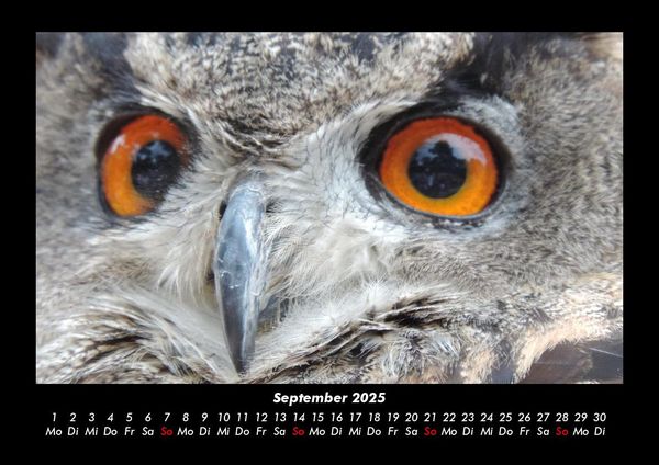 Produktbild: Welt der Tiere 2025 Fotokalender DIN A3