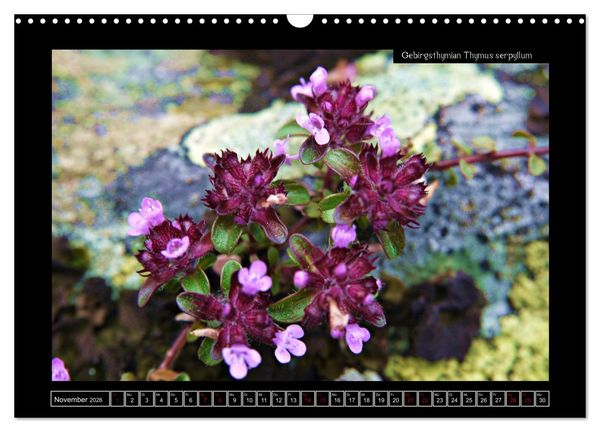 Produktbild: Alpine Flora in der Hom&ouml;opathie (Wandkalender 2026 DIN A3 quer), CALVENDO Monatskalender