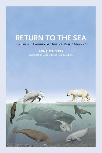 Produktbild: Return to the Sea