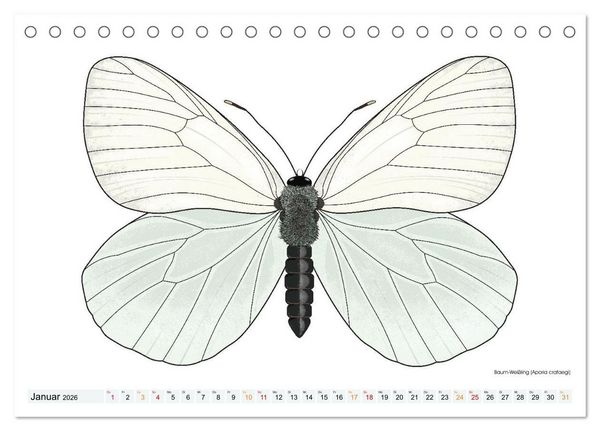 Produktbild: Schmetterlinge illustriert (Tischkalender 2026 DIN A5 quer), CALVENDO Monatskalender