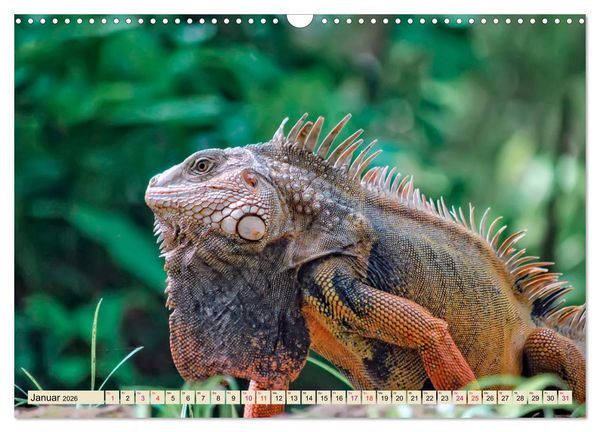 Produktbild: Wundersch&ouml;ner Leguan (Wandkalender 2026 DIN A3 quer), CALVENDO Monatskalender