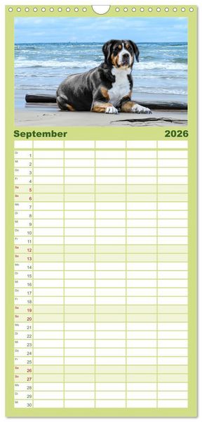 Produktbild: Familienplaner 2026 - Gro&szlig;e Schweizer - Gigantische Sennenhunde mit 5 Spalten (Wandkalender, 21 x 45 cm) CALVENDO