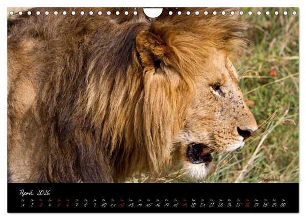 Produktbild: Faszination Afrika - wilde Tiere der Masai Mara - Kenia (Wandkalender 2026 DIN A4 quer), CALVENDO Monatskalender
