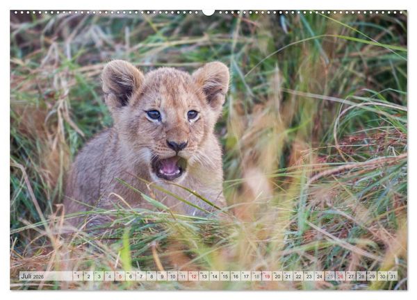Produktbild: Emotionale Momente: Liebenswerte L&ouml;wenbabys (hochwertiger Premium Wandkalender 2026 DIN A2 quer), Kunstdruck in Hochglanz