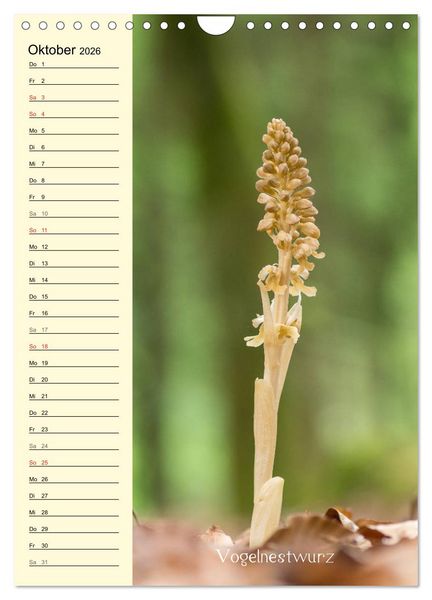 Produktbild: Wildwachsende Orchideen in Bayern (Wandkalender 2026 DIN A4 hoch), CALVENDO Monatskalender
