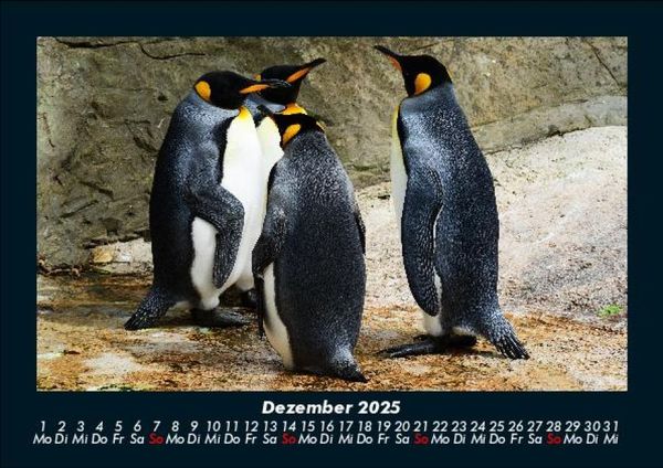 Produktbild: Pinguine & Eisb&auml;ren 2025 Fotokalender DIN A5