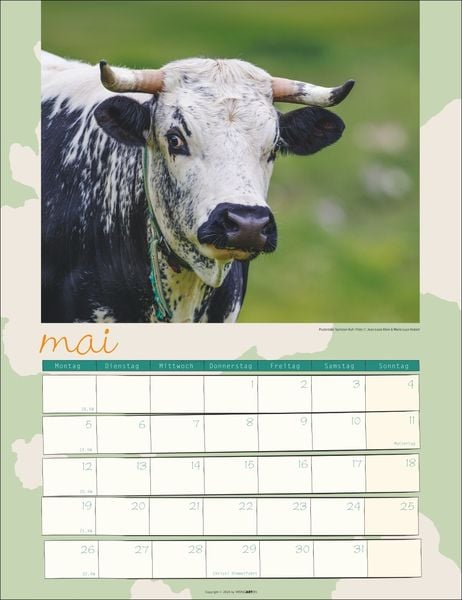 Kuh Kalender 2025 - Wandkalender  Thalia