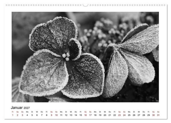 Produktbild: Die grafische Sch&ouml;nheit der Pflanzen &ndash; Schwarz-Wei&szlig; (hochwertiger Premium Wandkalender 2027 DIN A2 quer), Kunstdruck in Hochglanz