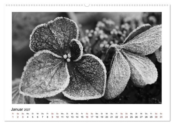 Produktbild: Die grafische Sch&ouml;nheit der Pflanzen &ndash; Schwarz-Wei&szlig; (Wandkalender 2027 DIN A2 quer), CALVENDO Monatskalender